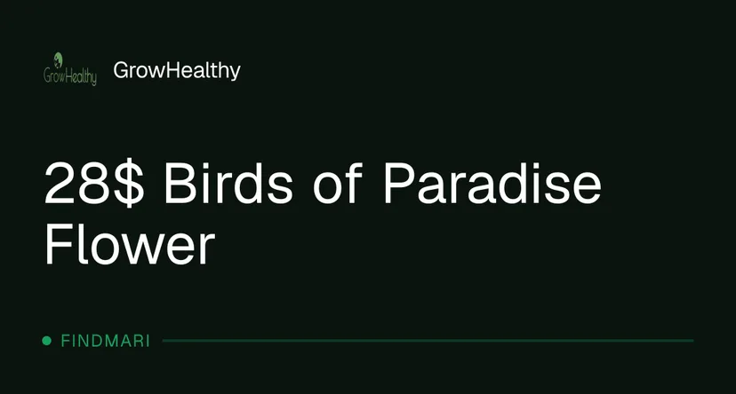 GrowHealthy: 28$ Birds of Paradise Flower in Florida